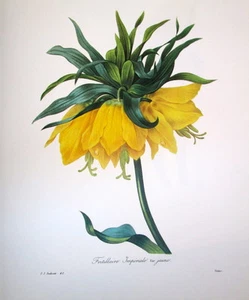 P.J. Redoute # 42 Fritillaire Imperiale var jaune vintage print - Picture 1 of 1