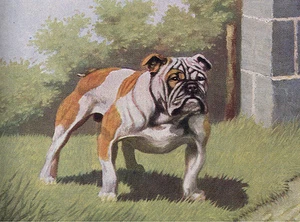 BULLDOGGE HUND GRUSS NOTIZKARTE SCHÖNER HUND IM GARTEN - Bild 1 von 1