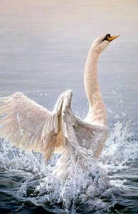 John Seerey-Lester Bathing Mute Swan Signed Limited Edition Art Print - Picture 1 of 1