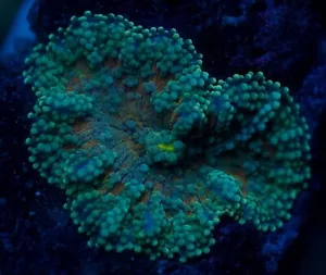 🌈🦚WYSIWYG: RARE XXL RAINBOW GLOBULAR YUMA MUSHROOM, MUSHROOM SOFT CORAL - Picture 1 of 2