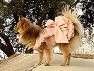 Puppyface Designer Blush Ruffled Dress Matte/satin lined Washable Crepe Sm Dog - Picture 1 of 8