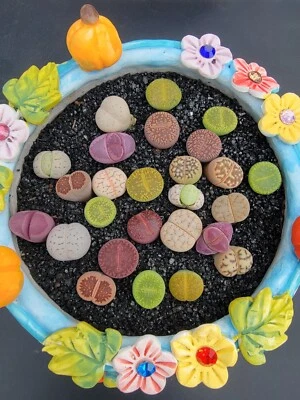 Imported lithops succulent 10 pcs mixed color - Image 1 of 4