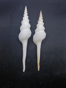 2 X fusinus colus distaff spindle sea shells #13241 - Picture 1 of 4