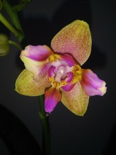 PHALAENOPSIS "VIOLO" PELORISCH, IN BLÜTE