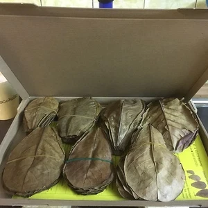 ☺☝~environ 100 pièces (100 Gramm ) 10-15cm Amande mer ARBRE FEUILLES catappa top - Picture 1 of 1