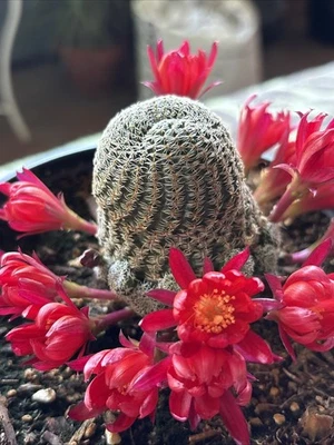 Rebutia Albopectinata rooted 6 inch  pot  - Image 1 of 4