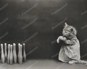Cat Bowling 1914  Classic 8 by 10 Reprint Photograph - Imagen 1 de 1