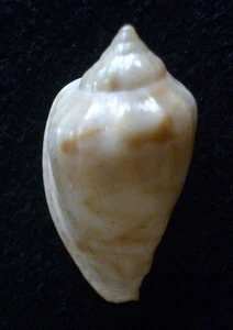 seashell Marginella denticulata 24mm F+++ - Picture 1 of 2