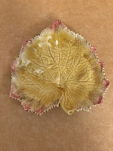 Bordallo Pinheiro Yellow Leaf with Red Tips Dish Made in Portugal Autumn 7” - Picture 1 of 4