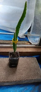 Red/Red Dragon Fruit Plant (Selenicereus costaricensis) - Picture 1 of 4