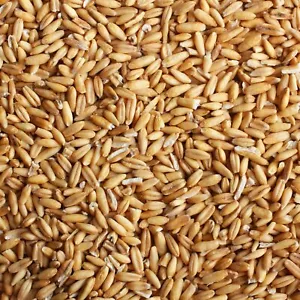 Groats de avena entera - Elige una talla - ¡Envío rápido gratuito! - Imagen 1 de 2