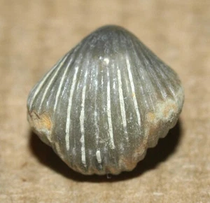 Homoeospira baylei - Upper Silurian Rhynchospirinoid brachiopod from Estonia - Picture 1 of 12