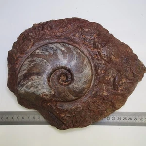 3.2kg Large Goniatite Devonian Mineral Fossil Ammonite - Picture 1 of 15