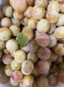 Suffolk Hedgerow Green White Gold Bullace Wild Plums 2lb FRESH for Jam Sloe Gin - Picture 1 of 5