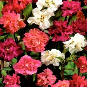 Mandelröschen Mischung Pflanzen Blume haltbar bis 12.2024 2400 Samen Nr.336 - Bild 1 von 1
