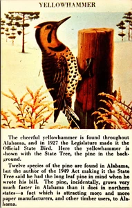 Postcard Official State Bird of Alabama - The Yellowhammer or Flicker - Picture 1 of 2