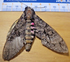 Pink-Spotted Sphinx Moth Agrius Cingulata Sphingidae Lepidoptera Se Texas D25