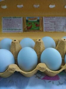 10++ Shetland Hen Hatching Eggs- Beautiful Breed Vibrant colors & lay Blue Eggs!