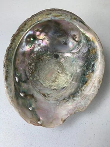 Unpolished Abalone Shell (8 Inch Long) - Picture 1 of 12