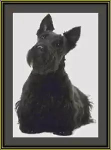 Scottish Terrier Scottie Dog Cross Stitch Kit - Picture 1 of 2
