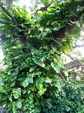  BUY 2 GET 2 FREE ! Cuttings Giant Pothos philodendron Money Tree house plant