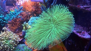 True Japanese Deep Water Neon Weeping Willow Toadstool Leather Soft Coral WYSWYG - Picture 1 of 3