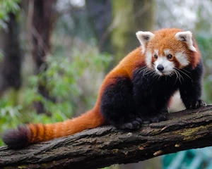 Red Panda 8"x10" Photograph Print 8x10 - Picture 1 of 2