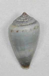 CONUS CLAUDIAE 14.47mm BEAUTIFUL RARE SPECIMEN West Maio Is, Cape Verde Islands - Picture 1 of 2