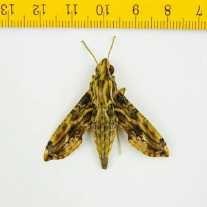 SPHINX MOTH - Sphingidae sp - Kelantan - MALAYSIA - 9909 - Picture 1 of 1