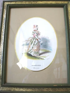 DORNROSCHEN Rosa Canina A.H. Payne French Art Watercolor Print Glass Framed - Picture 1 of 9