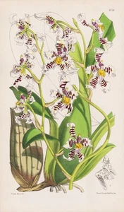 Oncidium zebrinum Venezuela oquídea orquídea botánica litografía Curtis 6138 - Imagen 1 de 1