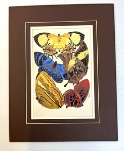 Stampa Farfalla Marrone Opaco Blu Giallo Natura 18" x 14" Arredamento Casa Tradizionale - Foto 1 di 9