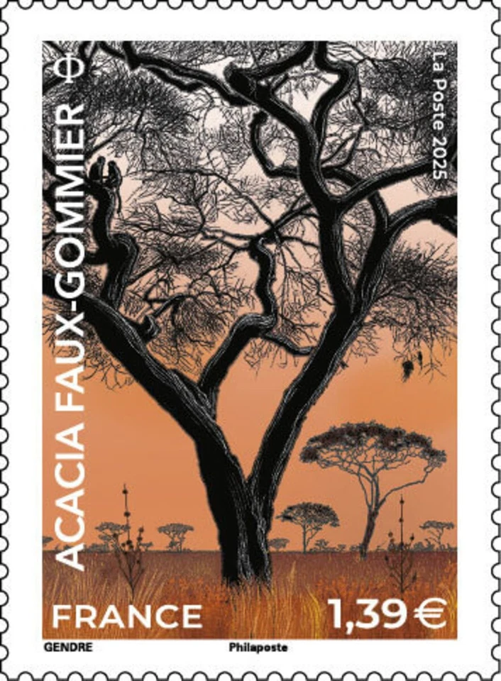 France - Acacia faux-gommiers - Image 1 of 1