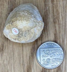 Fossil Specimen, Pholadomya Bivalve, Jurassic, Lincolnshire, 40mm - Picture 1 of 10