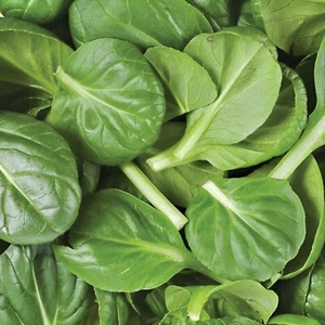 200 Heirloom American Spinach Seeds Fast Growing, Non-GMO, Home Garden Favorite - Picture 1 of 5