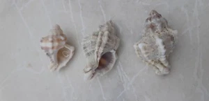 Horned Murex - Hexaplex Trunculus - Truncated Whelk - Molluscs sea shell X 3 - Foto 1 di 5
