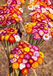 STRAWFLOWER * TALL DOUBLE MIX * 3 FT TALL * DECORATING*