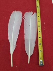 Par de plumas de cola de pavo blanco natural Z102 - Imagen 1 de 1