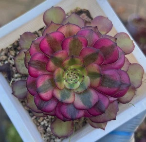 RARE AEONIUM VARIEGATED "COLOURFUL COPPER KETTLE"- 10CM SINGLE HEAD PLANTS 8-9 - Bild 1 von 1