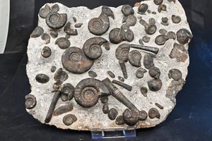 Superbe Plaque d'Ammonites et de belemnites fossile Erfoud ammonite belemnite - Foto 1 di 8