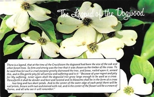 Vintage Flowering Tree Postcard The Legend of the Dogwood Blossoms - Picture 1 of 2