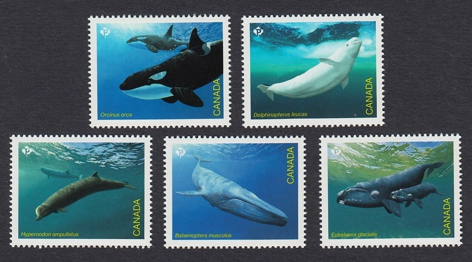 Canada 2022 * WHALES ORCA, BLUE, RIGHT, BELUGA, BOTTLENOSE WHALE Set 5 fr S/Sh - Image 1 of 1