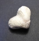 Cyclothyris difformis Frankreich Brachiopode alte Sammlung Rarität Top #2