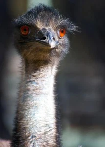 PÓSTER EMU IMPRESIÓN FOTOGRÁFICA pájaro australia cuello largo avestruz gris 4687 - Imagen 1 de 1