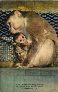 Mother Holding Baby Monkey Wild Animal Ranch St. Petersburg FL Postcard c. 1957 - Picture 1 of 2