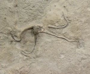 Schlangenstern, Palaeocoma ergertoni, Jura, Pliensbach, Eype, Dorset, UK -L682 - Picture 1 of 4