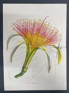 Antique Botanicals, Van Houtte, c.1850, Flowers, Double/Folio Page, Pachira - Picture 1 of 1