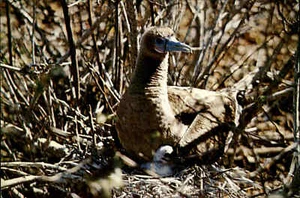 Galápagos-Insel Ecuador ~1970 Tiere The Piquero Animal America Postcard color AK - Picture 1 of 2