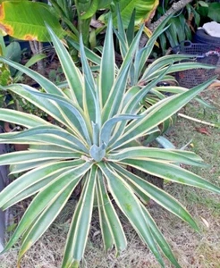 Agave Desmettiana Variegated live plants + Phytosanitary  - Picture 1 of 6