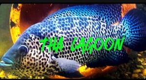 Triple Parachromis Hybrid Cichlid (Dovii, RTM,jaguar  5 For $49.99🔥 (fry Only!) - Picture 1 of 20